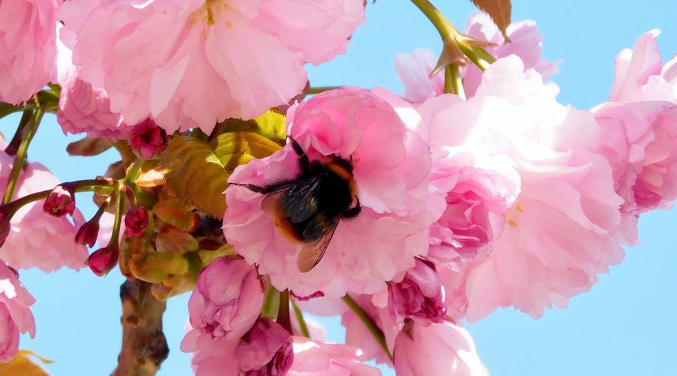 Frühling, Hummel, Kirsche Frühling, Hummel, Kirsche